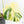 Monstera Deliciosa 'Masterpiece' (wk19-UL)