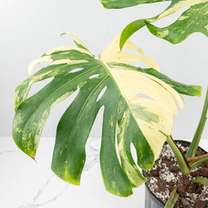 Monstera Deliciosa 'Masterpiece' (wk19-UL)