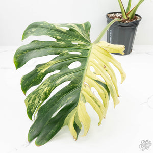 Monstera Deliciosa 'Masterpiece' (wk19-UL)