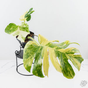 Monstera Deliciosa 'Masterpiece' (wk23-UC)