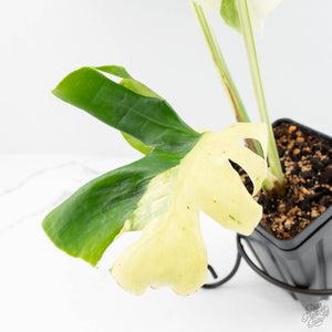 Monstera Deliciosa 'Masterpiece' (wk23-UC)