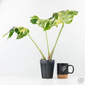 Monstera Deliciosa 'Masterpiece' (wk28-UB)