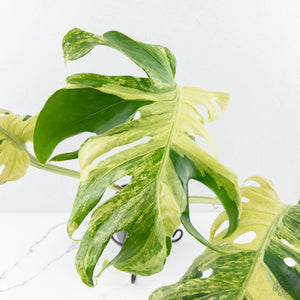 Monstera Deliciosa 'Masterpiece' (wk28-UB)