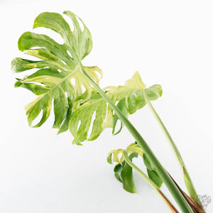 Monstera Deliciosa 'Masterpiece' (wk28-UB)