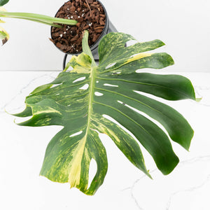 Monstera Deliciosa 'Masterpiece' (wk30-UK)