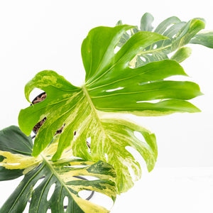 Monstera Deliciosa 'Masterpiece' (wk30-UK)