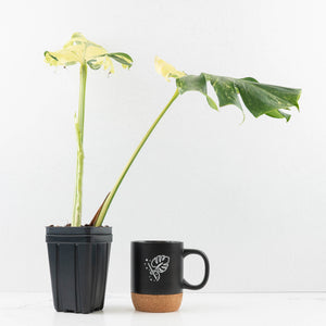 Monstera Deliciosa 'Masterpiece' (wk33-U13)