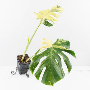 Monstera Deliciosa 'Masterpiece' (wk33-U13)