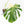Monstera Deliciosa 'Masterpiece' (wk33-U13)