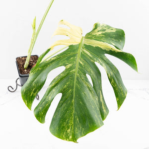 Monstera Deliciosa 'Masterpiece' (wk33-U13)