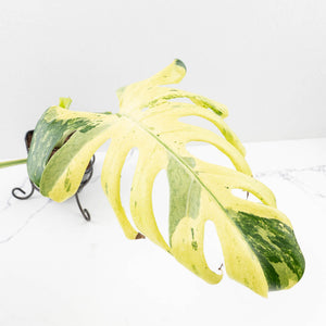 Monstera Deliciosa 'Masterpiece' (wk33-U13)