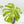 Monstera Deliciosa 'Masterpiece' (wk40-U13)