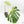 Monstera Deliciosa 'Masterpiece' (wk40-U13)