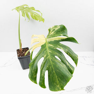 Monstera Deliciosa 'Masterpiece' (wk40-U13)