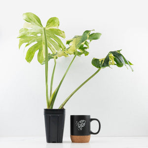 Monstera Deliciosa 'Masterpiece' (wk35-U47)
