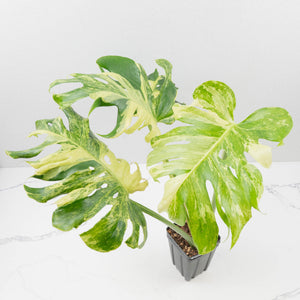 Monstera Deliciosa 'Masterpiece' (wk35-U47)