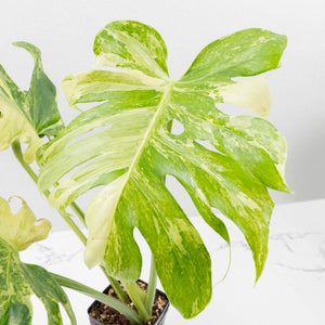 Monstera Deliciosa 'Masterpiece' (wk35-U47)