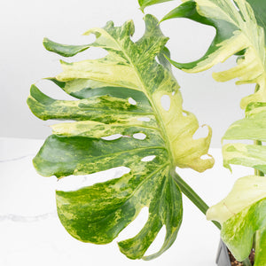 Monstera Deliciosa 'Masterpiece' (wk35-U47)
