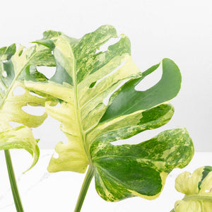 Monstera Deliciosa 'Masterpiece' (wk35-U47)