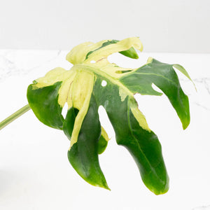 Monstera Deliciosa 'Masterpiece' (wk35-U47)