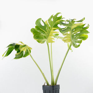 Monstera Deliciosa 'Masterpiece' (wk35-U47)