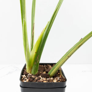 Monstera Deliciosa 'Masterpiece' (wk35-U47)