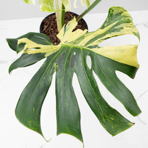 Monstera Deliciosa 'Masterpiece' (wk37-U69)