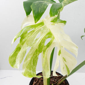 Monstera Deliciosa 'Masterpiece' (wk37-U69)