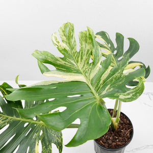 Monstera Deliciosa 'Masterpiece' (wk37-U69)