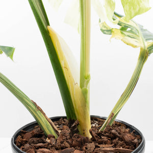 Monstera Deliciosa 'Masterpiece' (wk37-U69)