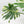 Monstera Deliciosa 'Masterpiece' (wk37-U69)
