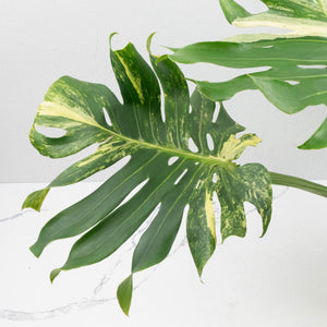 Monstera Deliciosa 'Masterpiece' (wk37-U69)
