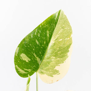 Monstera Deliciosa 'Medusa' (wk34-L39)
