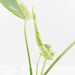 Monstera Deliciosa 'Medusa' (wk34-L39)