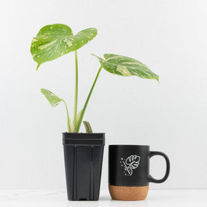 Monstera Deliciosa 'Medusa' (wk33-U8)