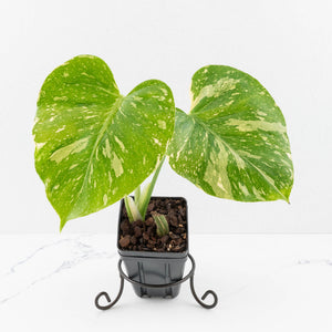 Monstera Deliciosa 'Medusa' (wk33-U8)