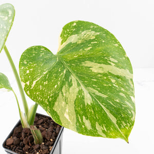 Monstera Deliciosa 'Medusa' (wk33-U8)
