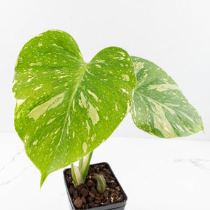 Monstera Deliciosa 'Medusa' (wk33-U8)