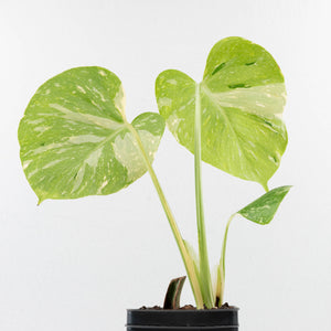 Monstera Deliciosa 'Medusa' (wk33-U8)