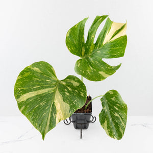 Monstera Deliciosa 'Medusa' (wk33-U9)
