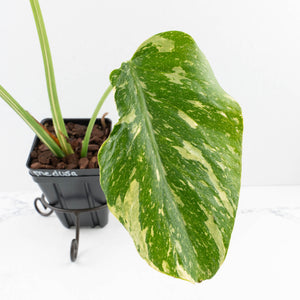 Monstera Deliciosa 'Medusa' (wk33-U9)