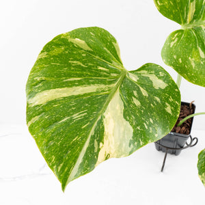 Monstera Deliciosa 'Medusa' (wk33-U9)