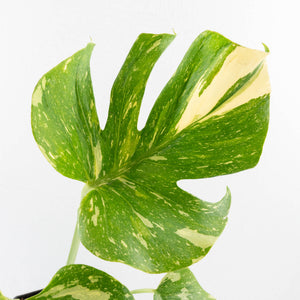 Monstera Deliciosa 'Medusa' (wk33-U9)
