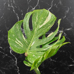 Monstera Deliciosa 'Medusa' (wk42-U118)