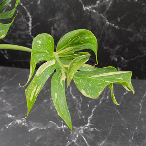 Monstera Deliciosa 'Medusa' (wk42-U118)