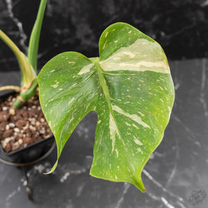 Monstera Deliciosa 'Medusa' (wk42-U119)