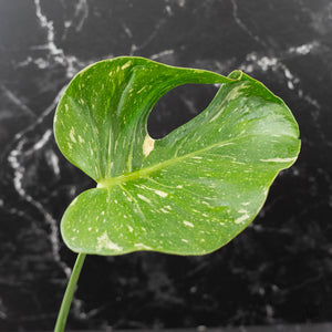 Monstera Deliciosa 'Medusa' (wk42-U119)