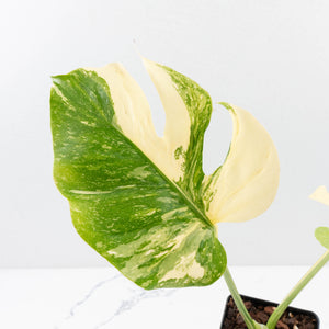 Monstera Deliciosa 'Medusa' (wk35-U120)