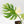 Monstera Deliciosa 'Medusa' (wk40-U159)