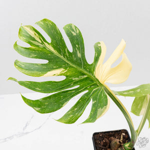 Monstera Deliciosa 'Medusa' (wk40-U159)